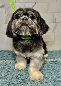 Shih Tzu Dogs Available for Adoption in Plano, Texas - Luka Turner | PetCurious