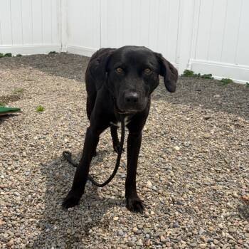 Gromit -  Black Labrador Retriever and Mixed Breed Dog for Adoption in Binghamton, New York - Gromit | PetCurious