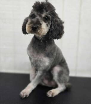 Rescue Miniature Poodle Dogs for Adoption in Wheelersburg, Ohio - Mindy | PetCurious