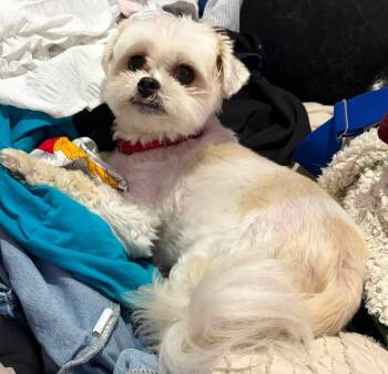 Cosmo -  Shih Tzu Dog for Adoption in Taycheedah, Wisconsin - Cosmo | PetCurious