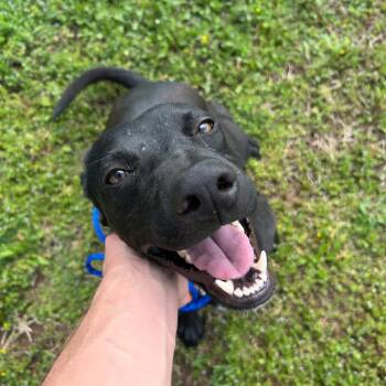 Luke -  Terrier and Mixed Breed Dog for Adoption in West Point, Mississippi - Luke | PetCurious