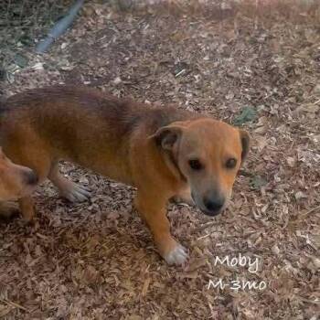 Moby -  Mixed Breed Dog for Adoption in Waunakee, Wisconsin - Moby | PetCurious