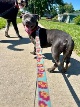 Hot Cheeto -  Mixed Breed Dog for Adoption in Cincinnati, Ohio - Hot Cheeto | PetCurious