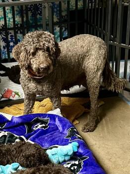 Labrador Retriever Dogs Available for Adoption in Milton, Georgia - Belle Rose | PetCurious