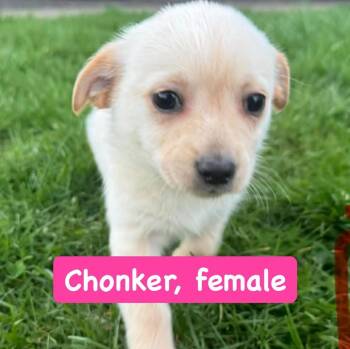 Chihuahua Dogs Available for Adoption - Chonker | PetCurious