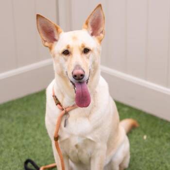 Rescue German Shepherd Dog and Mixed Breed Dogs for Adoption in Camarillo, California - CARLY | PetCurious