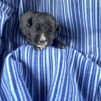 AXEL  PUP 5 -  Standard Poodle and Mixed Breed Dog for Adoption in Richmond, California - AXEL  PUP 5 | PetCurious