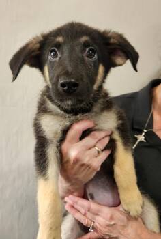 Honor -  Shepherd Dog for Adoption in Walnutport, Pennsylvania - Honor | PetCurious