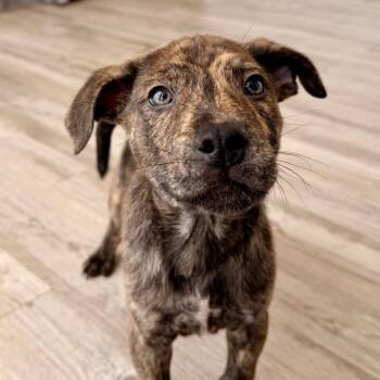 Declan -  Mountain Cur and Mixed Breed Dog Available for Adoption in Green Bay, Wisconsin - Declan | PetCurious