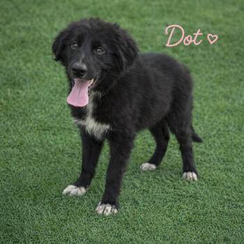 Australian Shepherd and Mixed Breed Dogs Available for Adoption in Hohenwald, Tennessee - Dot | PetCurious