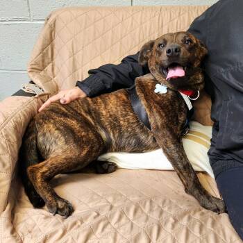 Mountain Cur and Mixed Breed Dogs Available for Adoption in Falls Church, Virginia - Snickers Lee | PetCurious