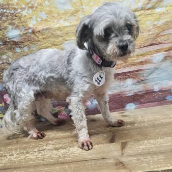 Susie Q -  Miniature Poodle and Shih Tzu Dog for Adoption in Normal, Illinois - Susie Q | PetCurious