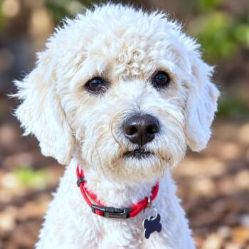 Franklin -  Miniature Poodle and Mixed Breed Dog for Adoption in Boerne, Texas - Franklin | PetCurious