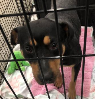 Hound Dogs Available for Adoption - Loretta | PetCurious