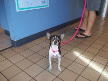 Rescue Chihuahua Dogs for Adoption in Burbank, California - JERRY * | PetCurious