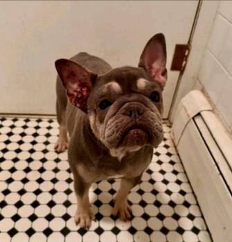 French Bulldog Dogs Available for Adoption - Mona Lisa | PetCurious