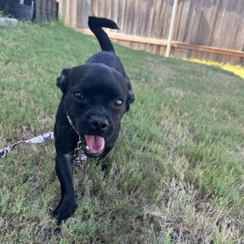 Robin -  Pug Dog for Adoption in Floresville, Texas - Robin | PetCurious