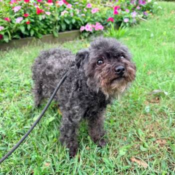Lucy -  Miniature Poodle Dog for Adoption in Newark, New Jersey - Lucy | PetCurious