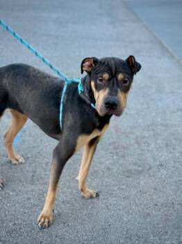 Shar Pei and Mixed Breed Dogs Available for Adoption in El Paso, Texas - Jax | PetCurious