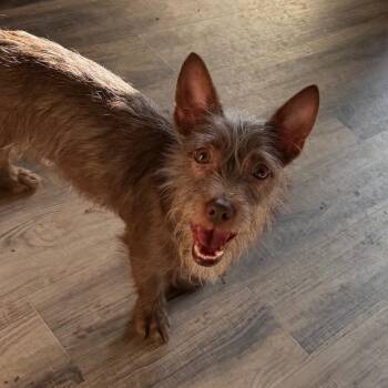 Roofus -  Terrier and Mixed Breed Dog for Adoption in Las Vegas, Nevada - Roofus | PetCurious