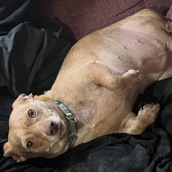 Rescue Dachshund and Chihuahua Dogs for Adoption in Coldwater, Michigan - Lucy | PetCurious
