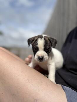 Anatolian Shepherd and American Bulldog Dogs Available for Adoption in Mount Meigs, Alabama - Irwin | PetCurious
