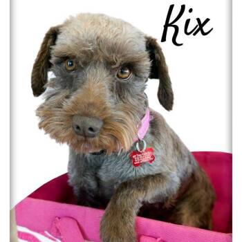 Schnauzer Dogs Available for Adoption - Kix | PetCurious