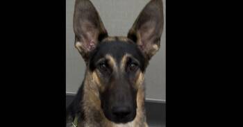 Axl -  German Shepherd Dog Dog for Adoption in Cupertino, California - Axl | PetCurious
