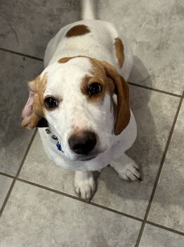 Rescue Basset Hound and Beagle Dogs for Adoption in Carrollton, Texas - Gemma | PetCurious