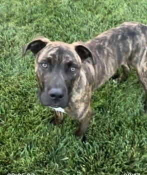 Rescue Pit Bull Terrier Dogs for Adoption in Rockford, Illinois - Axel | PetCurious