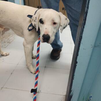 Pointer Dogs Available for Adoption in Corsicana, Texas - Brutus D46212 | PetCurious