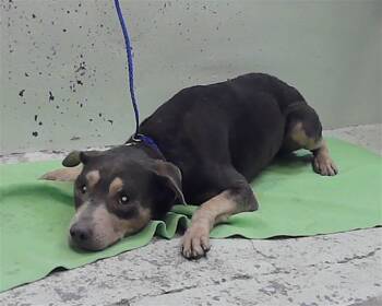 CARL -  Staffordshire Bull Terrier and Mixed Breed Dog for Adoption in Houston, Texas - CARL | PetCurious