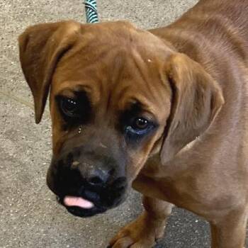 Luisa -  Mixed Breed Dog for Adoption in Las Cruces, New Mexico - Luisa | PetCurious