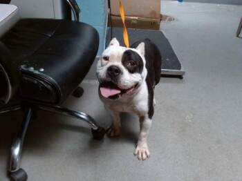 CANTALOUPE -  American Bulldog and Mixed Breed Dog for Adoption in Albuquerque, New Mexico - CANTALOUPE | PetCurious