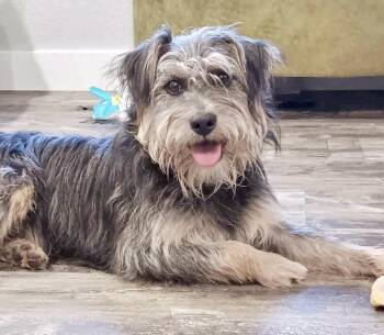 Rescue Miniature Schnauzer and Terrier Dogs for Adoption in St. Helens, Oregon - Scruffy | PetCurious