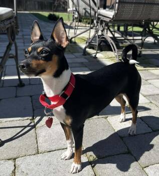 Rat Terrier Dogs Available for Adoption in Clatskanie, Oregon - Apple | PetCurious