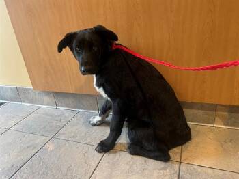 Labrador Retriever Dogs Available for Adoption in Tustin, California - CINDER | PetCurious