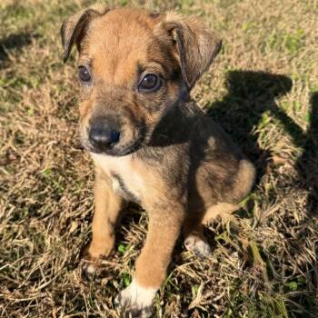 Rescue Shepherd Dogs for Adoption in Marshall, Virginia - Molly | PetCurious