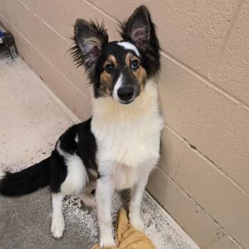 Hugo -  Mixed Breed Dog for Adoption in Columbia, Missouri - Hugo | PetCurious
