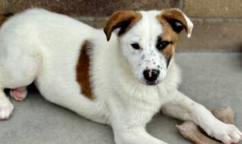 Rapa Rosie -  Australian Cattle Dog Blue Heeler and Shepherd Dog for Adoption in Fort Lupton, Colorado - Rapa Rosie | PetCurious