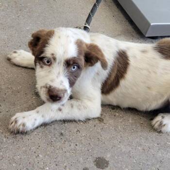 Mixed Breed Dogs Available for Adoption in Las Cruces, New Mexico - Piglet | PetCurious