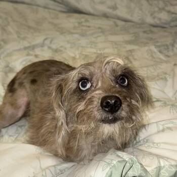Daisy -  Mixed Breed Dog Available for Adoption in Belfair, Washington - Daisy | PetCurious