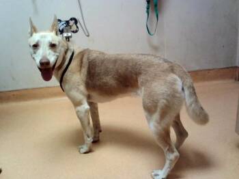 REMY -  Siberian Husky and Mixed Breed Dog for Adoption in Martinez, California - REMY | PetCurious