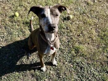 Greyhound Dogs Available for Adoption - Shadow | PetCurious