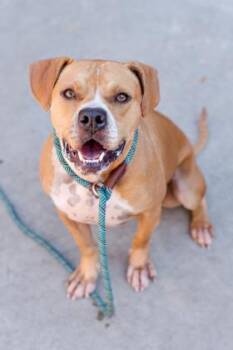 Mixed Breed Dogs Available for Adoption in Chamblee, Georgia - Ashlynn | PetCurious