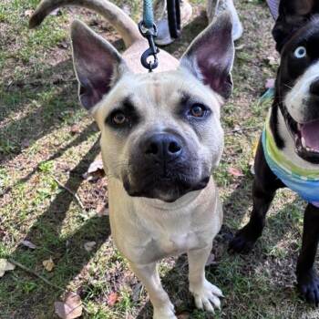 Patsy -  Mixed Breed Dog for Adoption in Groveland, Massachusetts - Patsy | PetCurious