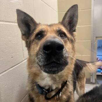 German Shepherd Dog Dogs Available for Adoption - Misty | PetCurious