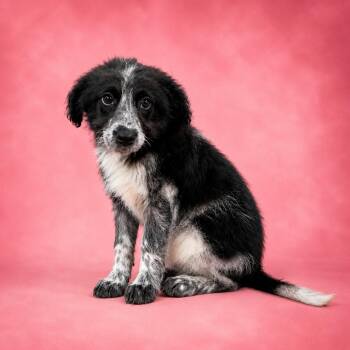 Tammy -  Border Collie Dog for Adoption in Heber Springs, Arkansas - Tammy | PetCurious