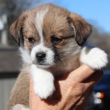 Rescue Terrier Dogs for Adoption in Eastford, Connecticut - CT Bracelet Avail Nov 29 | PetCurious