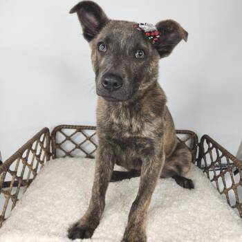 Rainbow Bella -  Shepherd Dog for Adoption in Fort Wayne, Indiana - Rainbow Bella | PetCurious